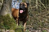 BULLMASTIFF 383